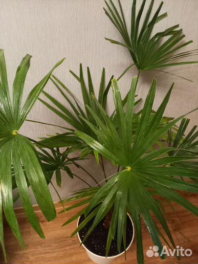 Пальма веерная