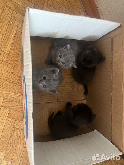 Котята в добрые руки бесплатно