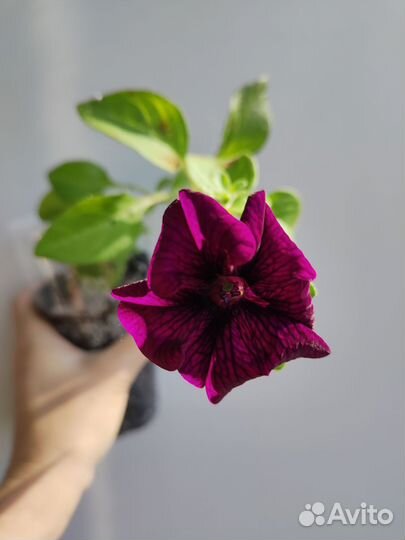 Петунья тайдал