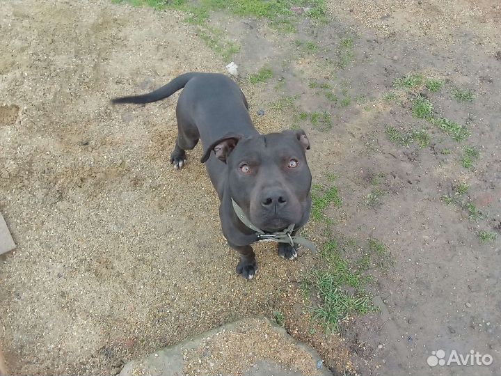 Питбультерьер