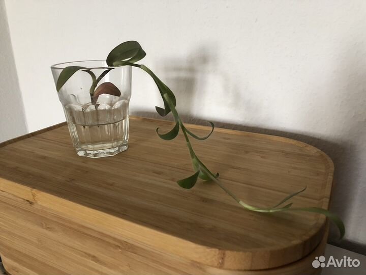 Традесканция сеткреазия