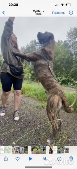 Собака в добрые руки