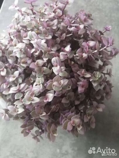 Каллизия ползучая