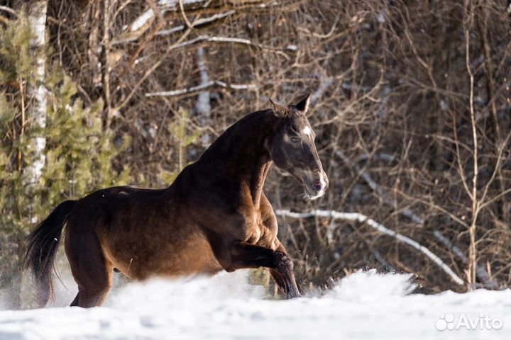 Великолепный ахалтекинец для случки