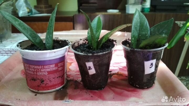 Комнатный цветок Хойя