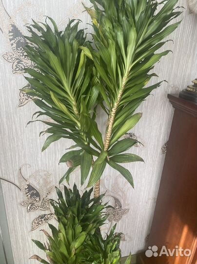 Драцена фикус цимбидиум