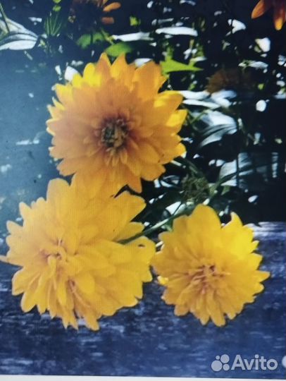 Зимний многолетник для дачи гелиопсис золотой шар