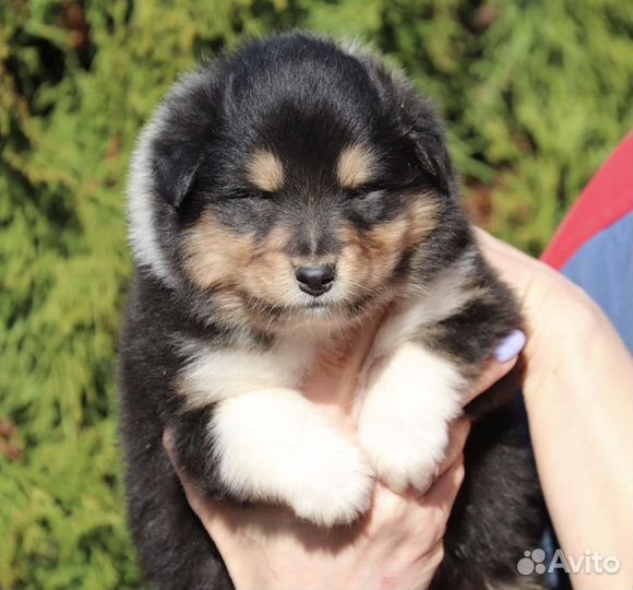 Щенки колли