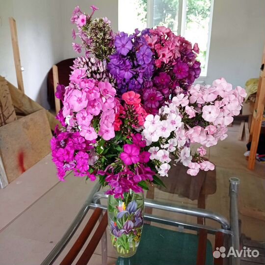 Свой сад растения