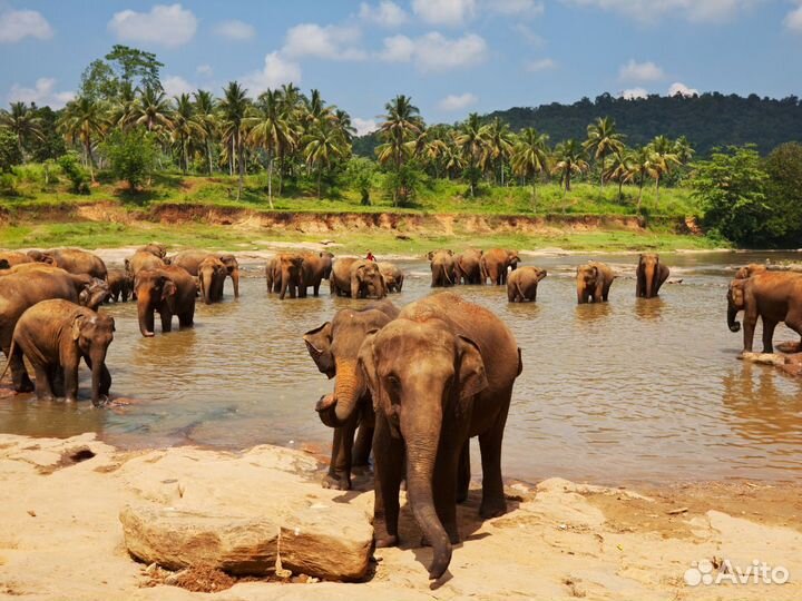 Отдых на Sri-Lanka на 7 ночей за двоих чел