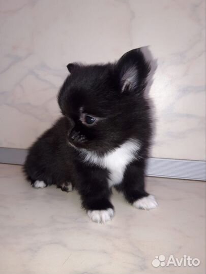 Маленькая собака шпиц/чихуахуа