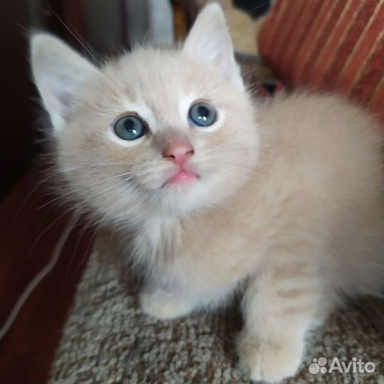 Отдам котёнка