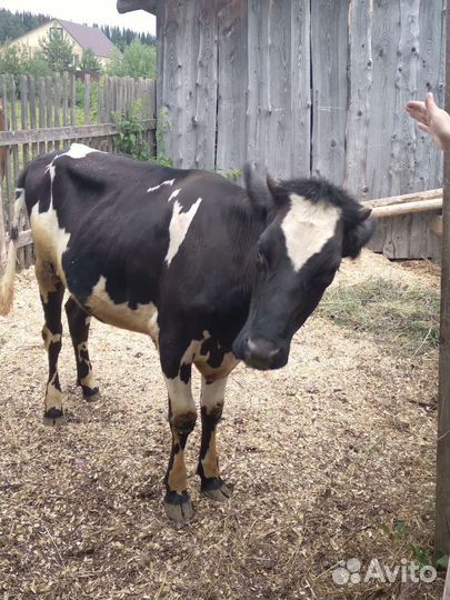 Телка 1 год 4 месяца