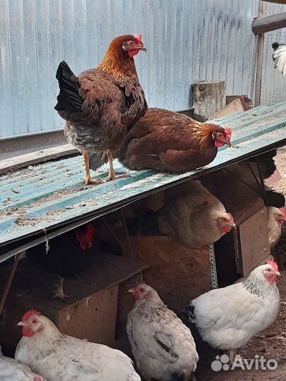 Куры молодки несушки 12мес.,10мес.,5.5 мес.2.5 мес