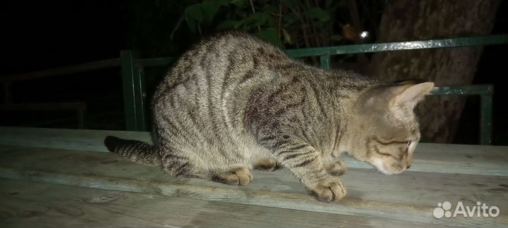 Котёнка мальчишку в добрые руки. Серый с полосами