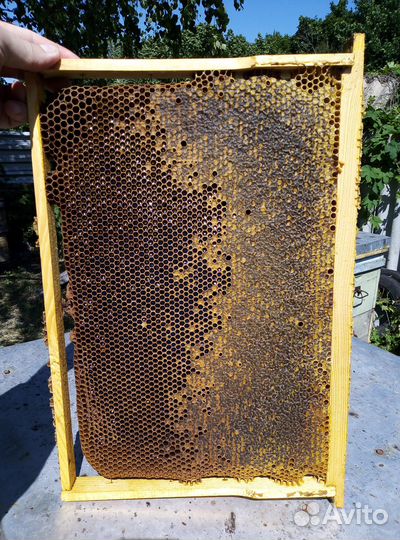 Настоящий мед с собственной пасеки и мед в сотах