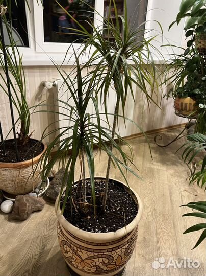 Пальма юкка