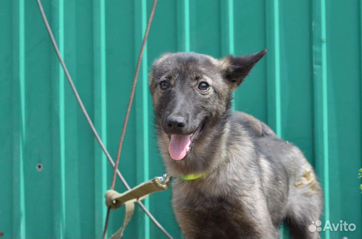 Времени совсем нет нужен дом или передержка