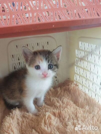 Котенок, девочка бесплатно