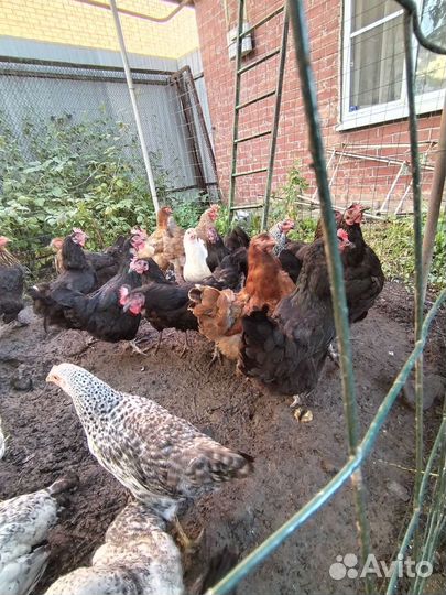 Куры несушки