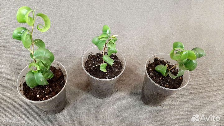 Фикус Барок, почта