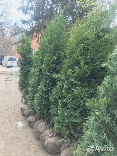 Туя западная Брабант