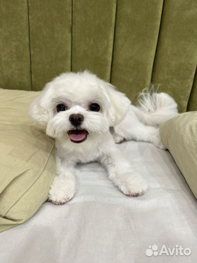 Щенки мальтезе мини