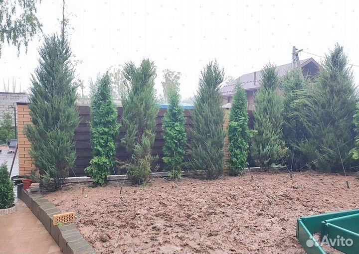 Можжевельник “Скайрокет” бесплатной доставкой