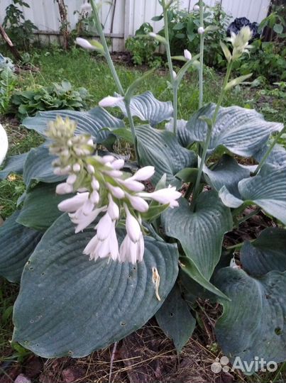 Голубая хоста