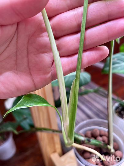 Монстера Альба