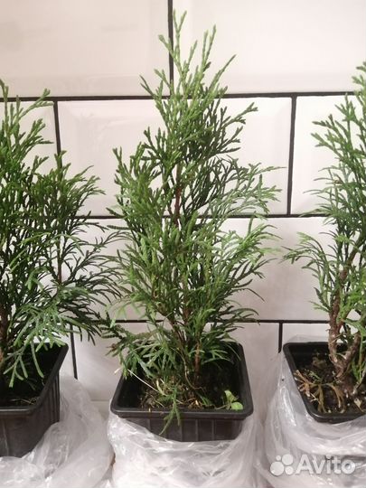 Туя смарагд саженцы