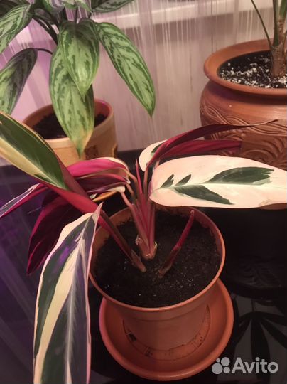 Комнатные цветы