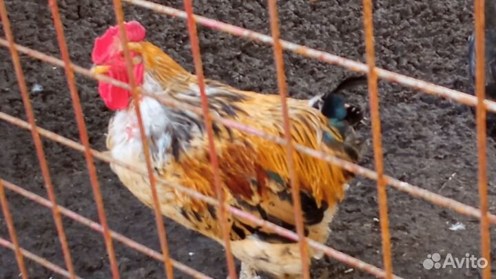 Петухи