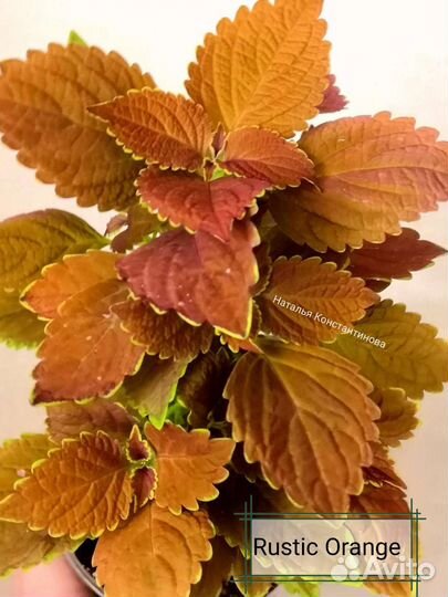 Колеусы вегетативные