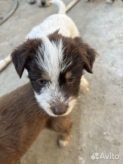 Собака в добрые руки,щенок