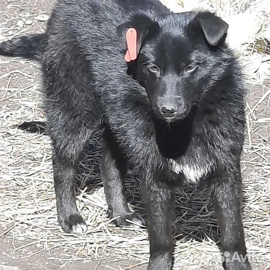 Собачка-девочка Дина)