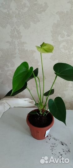 Цветы для дома(антуриум,фикус.гибискус.)