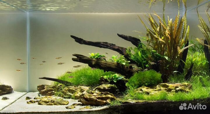 Фон матовый для морского аквариума, сампа, травник