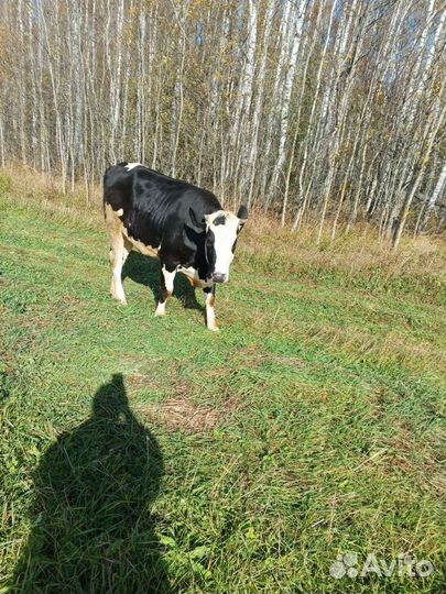 Нетель,отел 29 апреля. Голштина с айширой