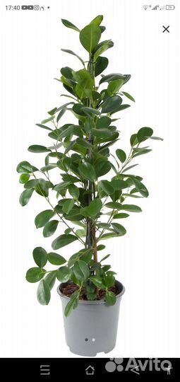 Фикус мокламе