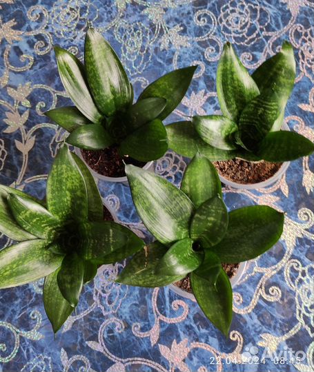 Сансевиерия ханни