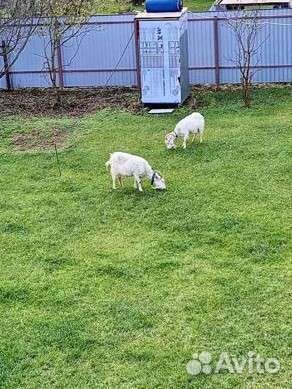 Козы дойные