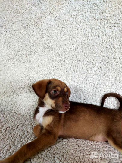 Щенки в добрые руки бесплатно