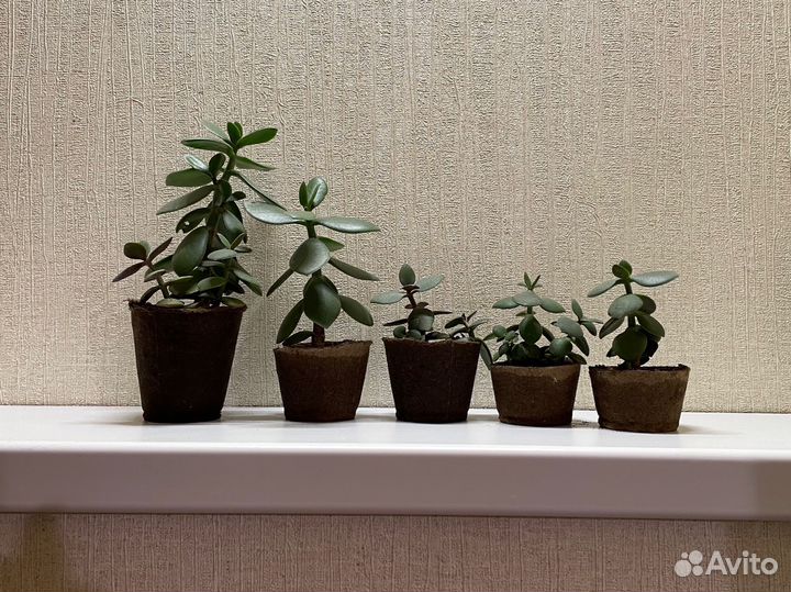 Толстянка денежное дерево бесплатно