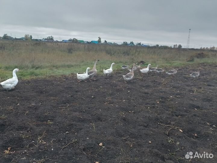 Продам гусей