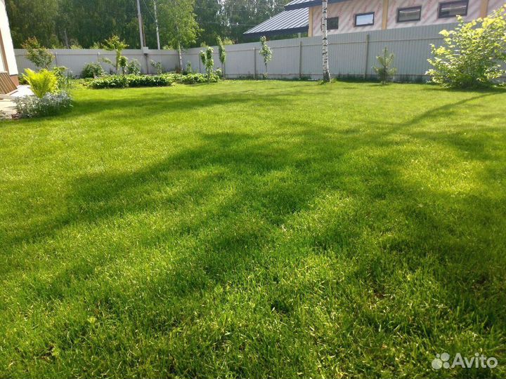 Озеленение (посевной газон), газон под ключ