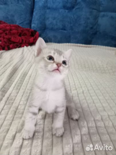 Котята бурмилла