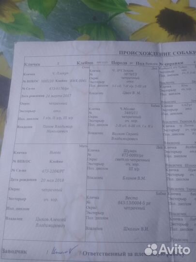 Собака выжлец для вязки с родословной