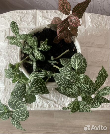 Фиттония 2 цвета