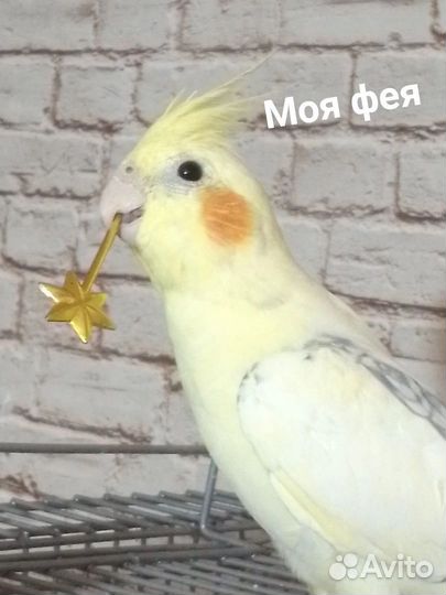 Попугай корелла с клеткой